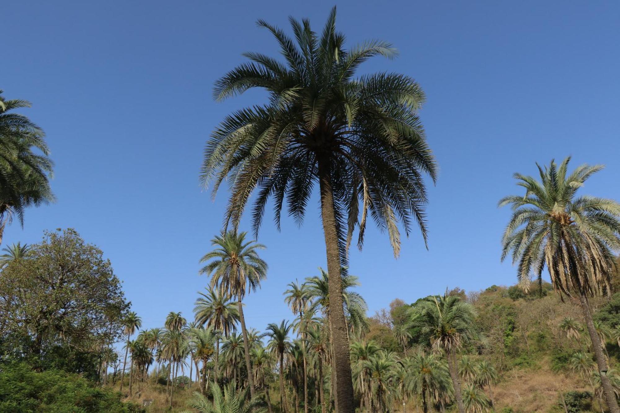 Hari Niwas - A Boutique Garden Resort Mount Abu Exterior foto